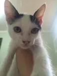 Lindo gatinho