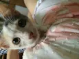 Linda gatinha !!!!