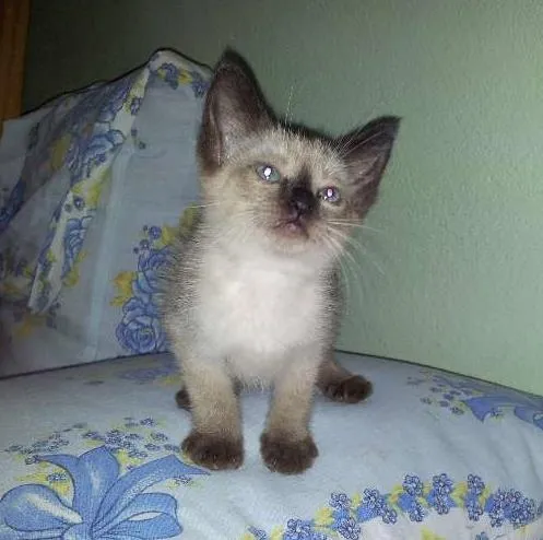 Gato ra a SRD idade Abaixo de 2 meses nome Pingo