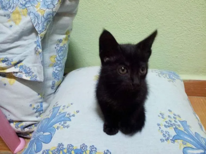 Gato ra a SRD idade Abaixo de 2 meses nome Pagu