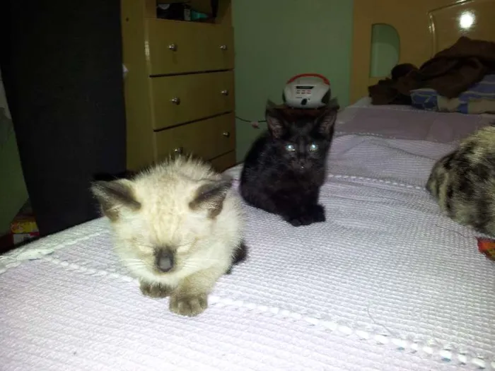 Gato ra a SRD idade Abaixo de 2 meses nome Pagu