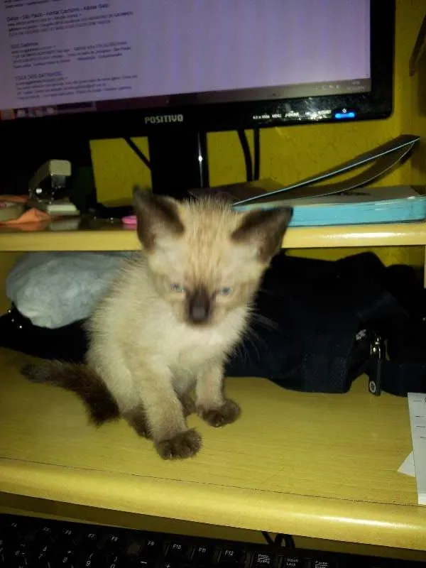 Gato ra a SRD idade Abaixo de 2 meses nome Pingo