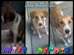 Cachorro raça Vira Lata idade 7 a 11 meses nome Layla