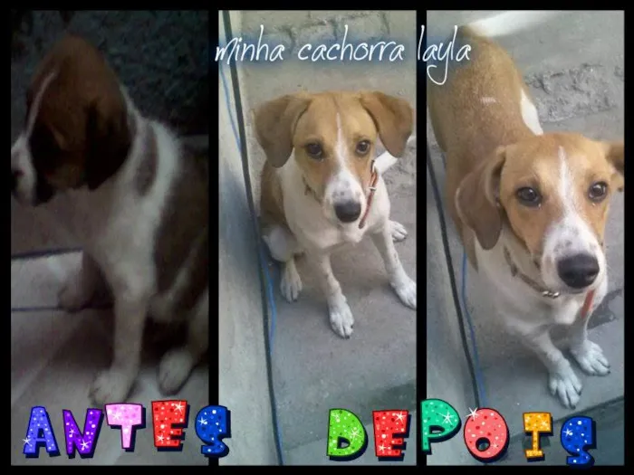 Cachorro ra a Vira Lata idade 7 a 11 meses nome Layla