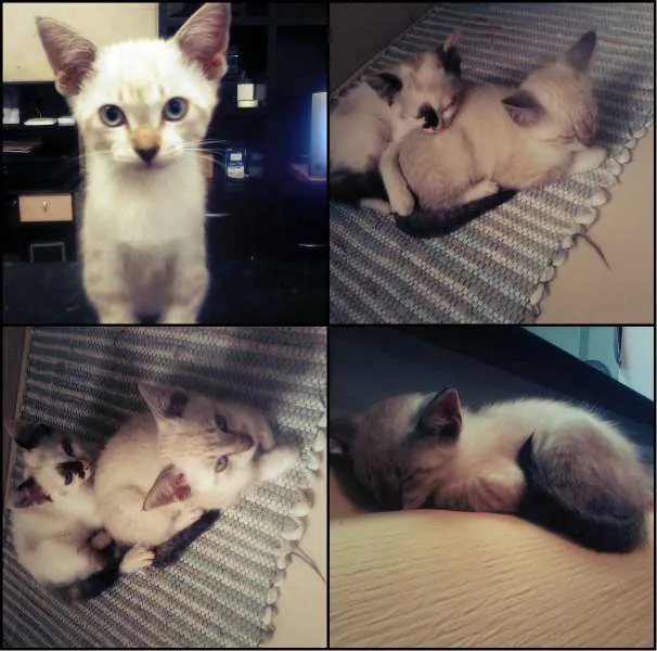 Gato ra a Desconhecida idade 2 a 6 meses nome Não colocamos