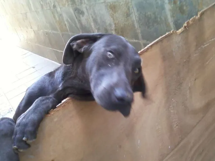 Cachorro ra a Weimaraner idade 3 anos nome Zeus