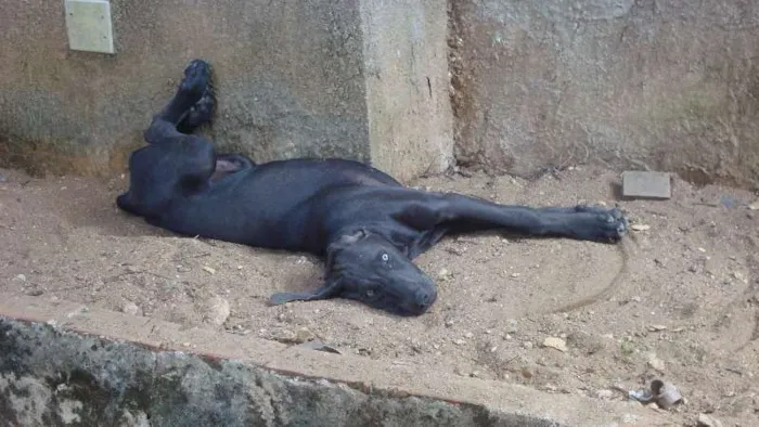 Cachorro ra a Weimaraner idade 3 anos nome Zeus