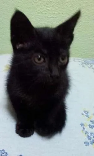 Gato ra a SRD idade Abaixo de 2 meses nome Pagu