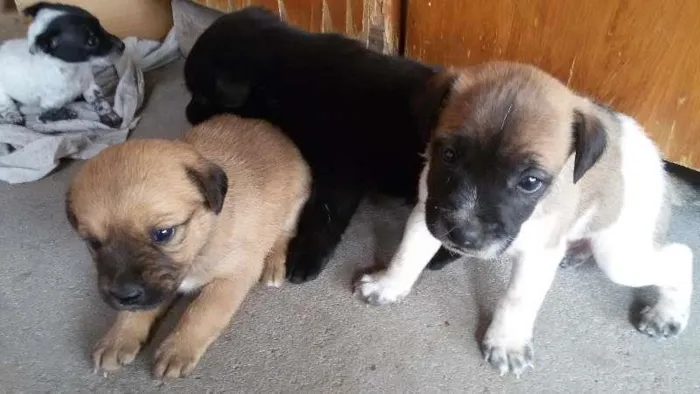 Cachorro ra a vira lata idade Abaixo de 2 meses nome Sem nome