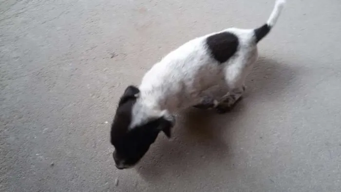 Cachorro ra a vira lata idade Abaixo de 2 meses nome Sem nome