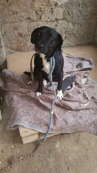 Cachorro raça ind idade 5 anos nome negão