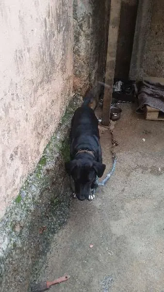 Cachorro raça ind idade 5 anos nome negão