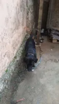 negão
