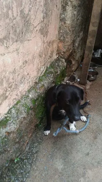 Cachorro raça ind idade 5 anos nome negão