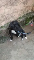 negão