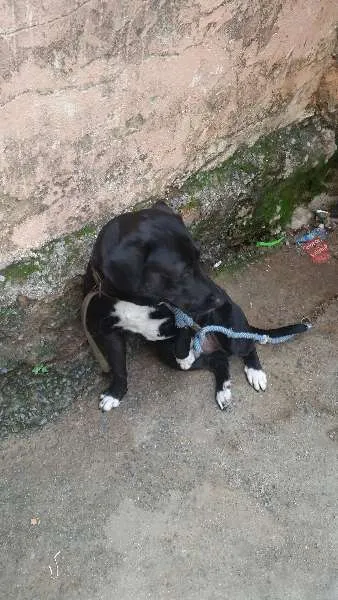 Cachorro raça ind idade 5 anos nome negão
