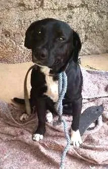 Cachorro raça ind idade 5 anos nome negão