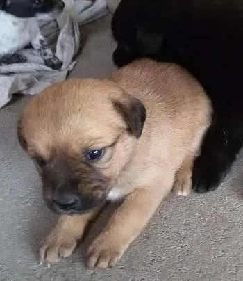 Cachorro ra a vira lata idade Abaixo de 2 meses nome Sem nome