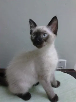 Gato raça Siamês idade 2 a 6 meses nome Jujuba