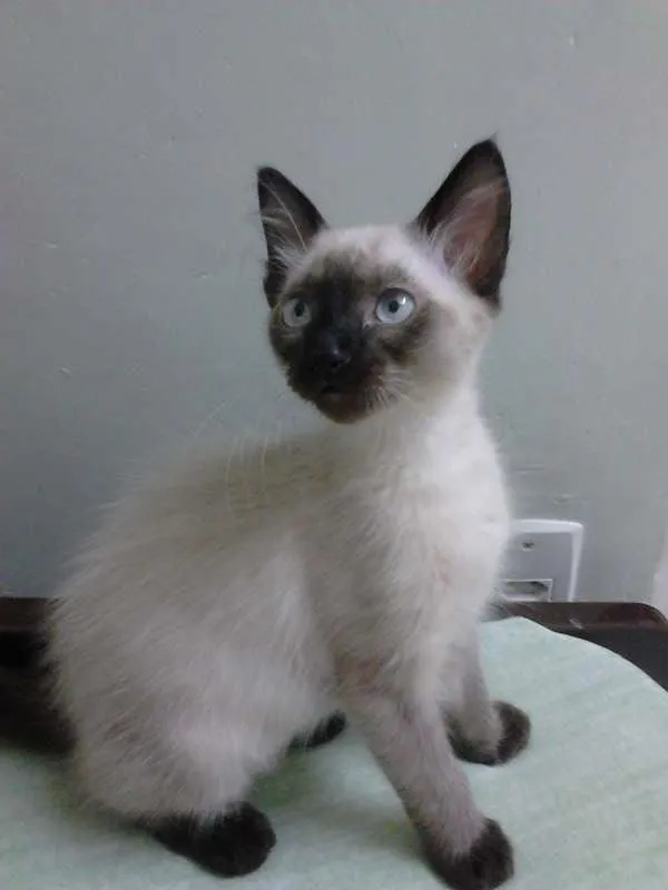 Gato ra a Siamês idade 2 a 6 meses nome Jujuba