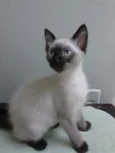Jujuba