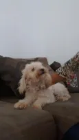 layla