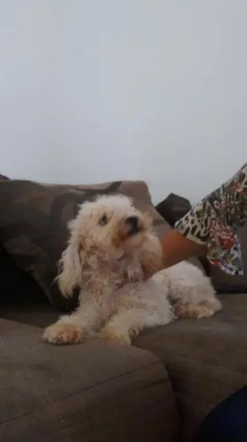 Cachorro ra a pode toy idade 7 a 11 meses nome layla