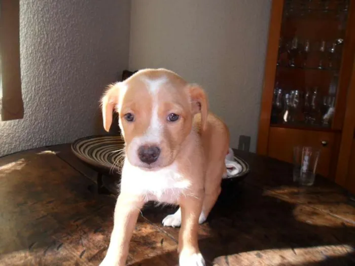 Cachorro ra a SRD idade Abaixo de 2 meses nome Sem nome (Marley)