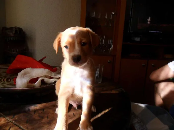 Cachorro ra a SRD idade Abaixo de 2 meses nome Sem nome (Marley)