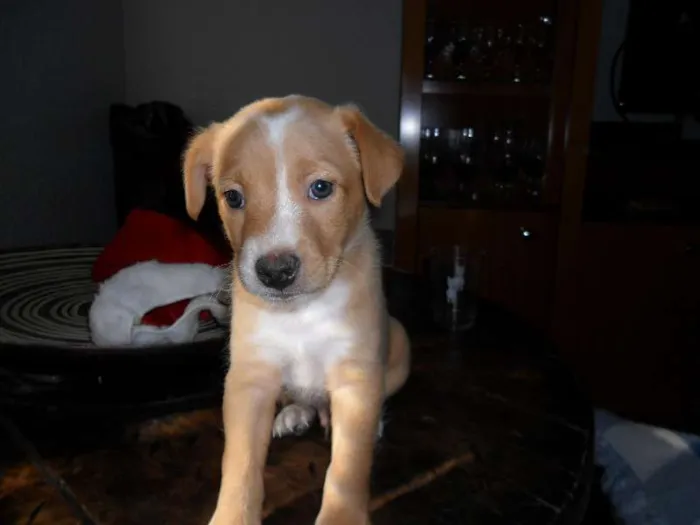 Cachorro ra a SRD idade Abaixo de 2 meses nome Sem nome (Marley)