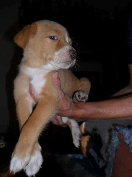Cachorro ra a SRD idade Abaixo de 2 meses nome Sem nome (Marley)