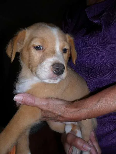 Cachorro ra a SRD idade Abaixo de 2 meses nome Sem nome (Marley)