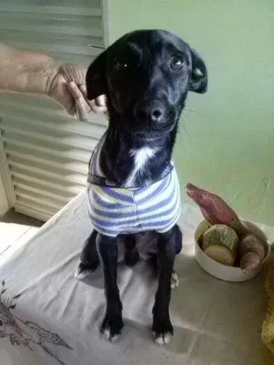 Cachorro ra a vira lata idade 1 ano nome thor