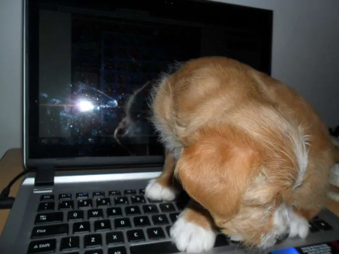 Cachorro ra a SRD idade Abaixo de 2 meses nome Sem nome (Doce de l