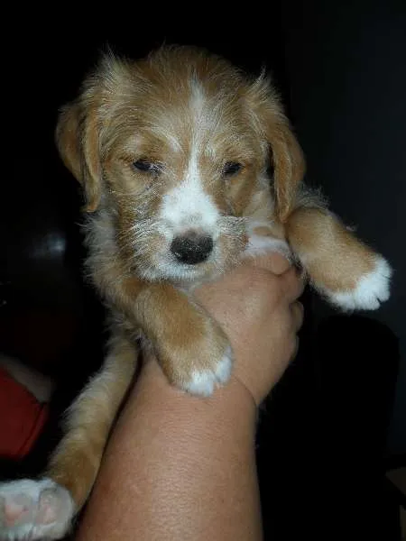 Cachorro ra a SRD idade Abaixo de 2 meses nome Sem nome (Doce de l