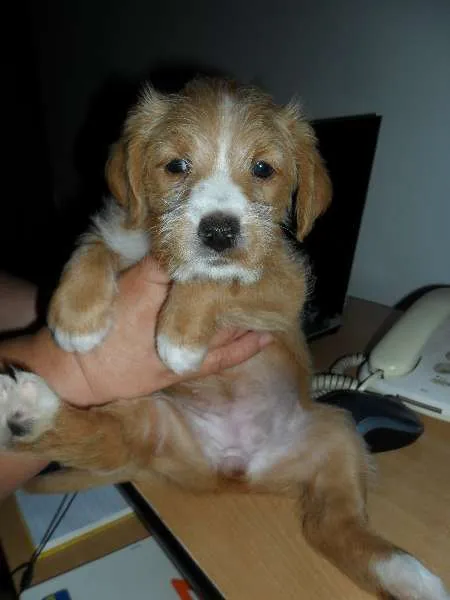 Cachorro ra a SRD idade Abaixo de 2 meses nome Sem nome (Doce de l