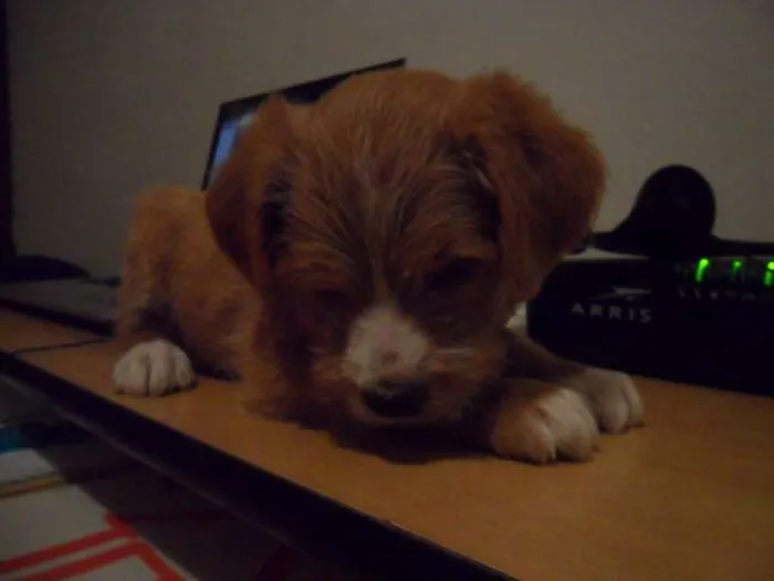Cachorro ra a SRD idade Abaixo de 2 meses nome Sem nome (Doce de l