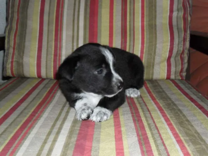 Cachorro ra a SRD idade Abaixo de 2 meses nome Sem Nome