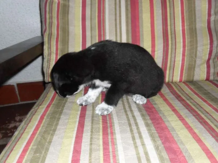 Cachorro ra a SRD idade Abaixo de 2 meses nome Sem Nome