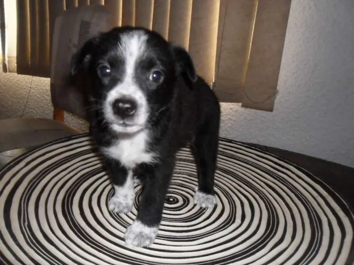 Cachorro ra a SRD idade Abaixo de 2 meses nome Sem Nome