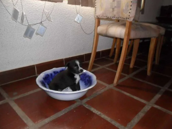 Cachorro ra a SRD idade Abaixo de 2 meses nome Sem Nome