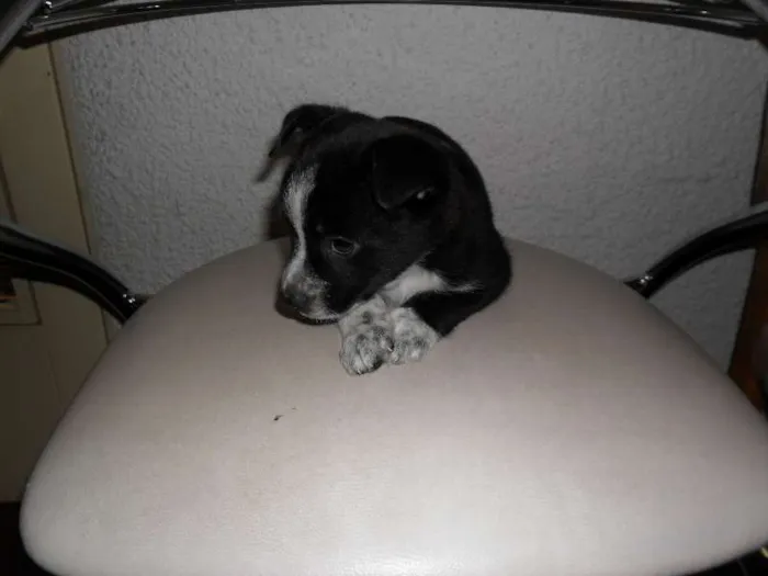 Cachorro ra a SRD idade Abaixo de 2 meses nome Sem Nome