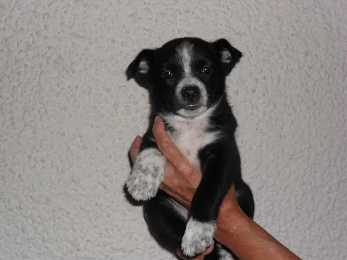 Cachorro ra a SRD idade Abaixo de 2 meses nome Sem Nome