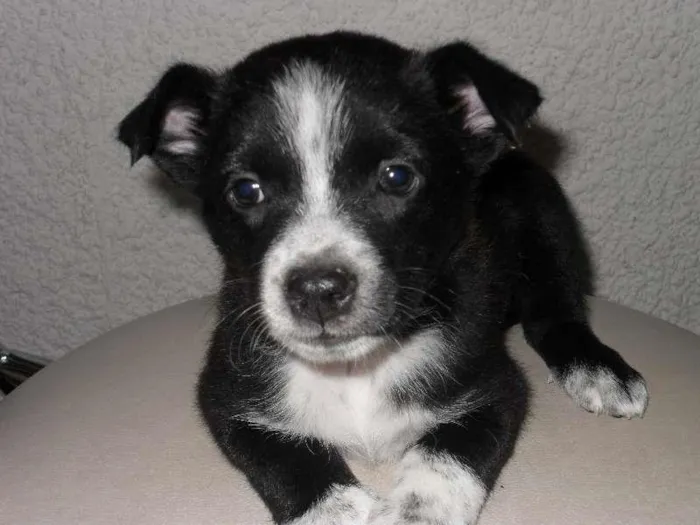 Cachorro ra a SRD idade Abaixo de 2 meses nome Sem Nome