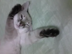 Gato raça srd idade 2 a 6 meses nome Caramelo