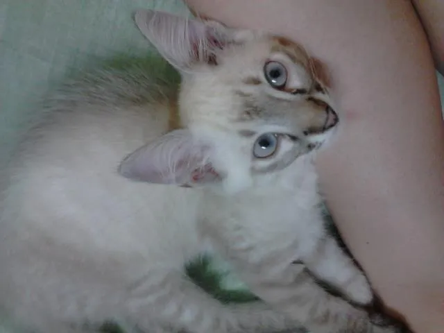 Gato ra a srd idade 2 a 6 meses nome Caramelo