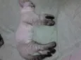 Caramelo