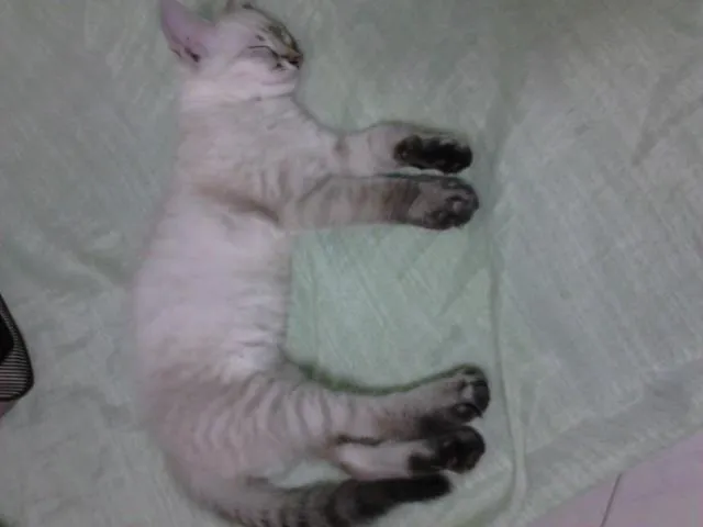 Gato ra a srd idade 2 a 6 meses nome Caramelo