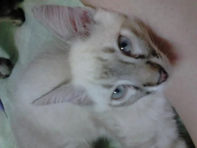 Gato ra a srd idade 2 a 6 meses nome Caramelo