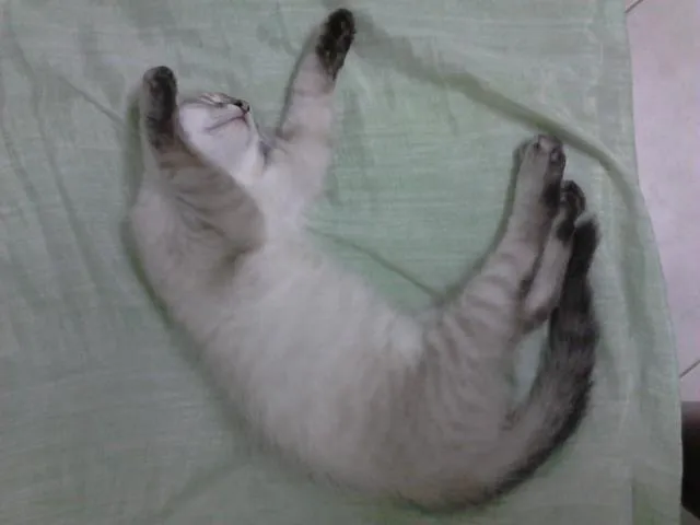 Gato ra a srd idade 2 a 6 meses nome Caramelo